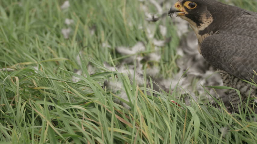 Peregrine falcon with hunted crow - 5k red epic footage