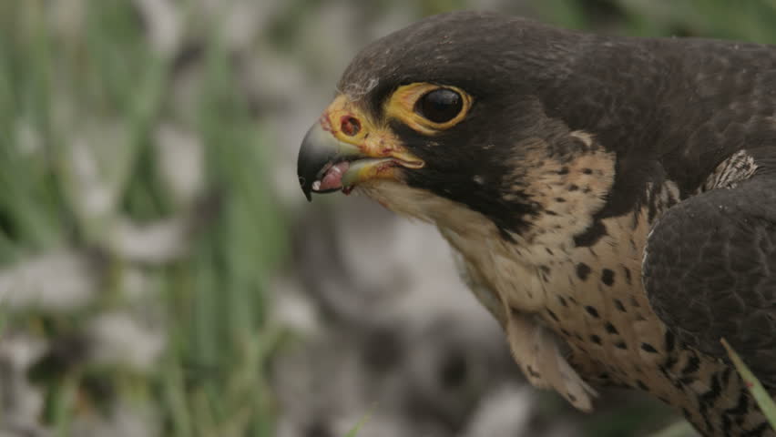 Peregrine falcon with hunted crow - 5k red epic footage