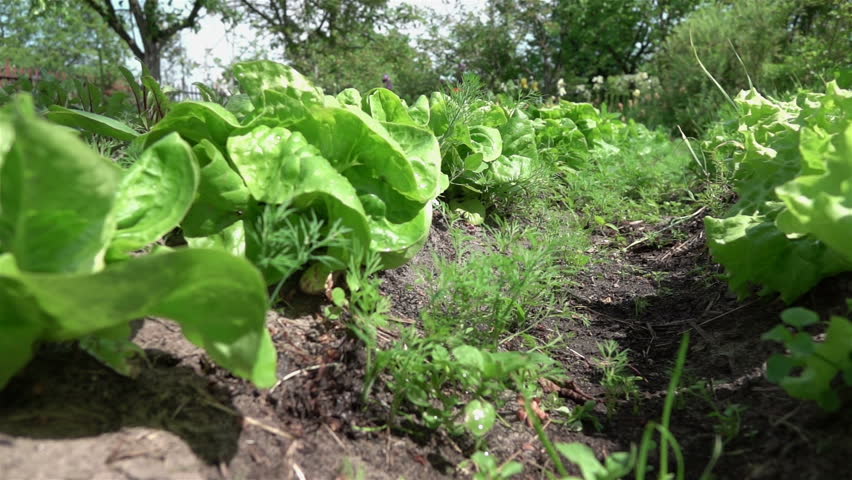 High quality video of vegetable plot in real 1080p slow motion 250fps
