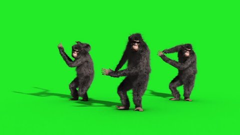 Group Chimpanzee House Dance Dancer Green Screen 3D Rendering Animation Animals