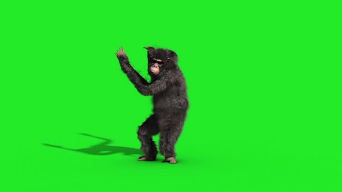 Chimpanzee House Dance Dancer Green Screen 3D Rendering Animation Animals