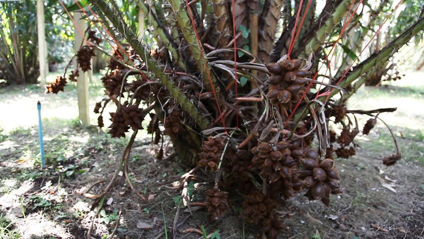 Burning tree branches, cut off in spring