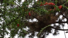 red berries in my garden - Powered by Shutterstock - Get 15% off with code: PIKWIZARD15