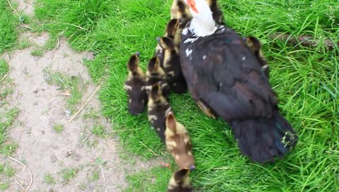 Muscovy duck hen with ducklings go in the poultry