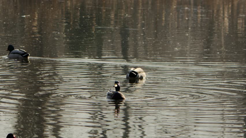 Duck on a lake taking off