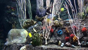 4K HD Video of many varieties of tropical fish swimming around in a coral reef. Coral reefs are diverse underwater ecosystems held together by calcium carbonate structures secreted by corals. 