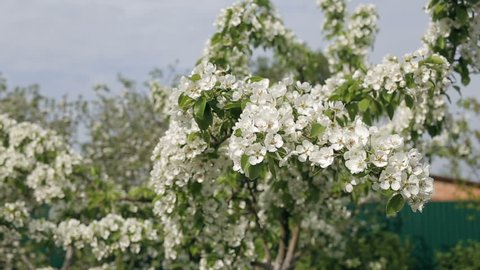 Shot of white flowers of apple-tree at spring in the garden. Apple-tree flowers and blue sky natural background footage.