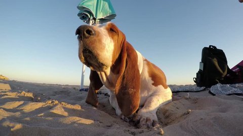 Basset Hound dog lying on the beach under the umbrella
