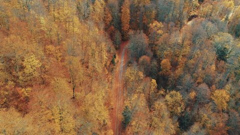 Aerial Of Autumn Leaves Paved Road On A Mountain Full Of Trees.Birdeye view aerial of a mesmerizing red and brown leaf paved asphalt road vanishing in a forest full of tall trees in autumn colours 