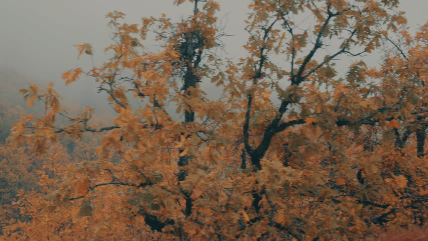 Passing By Yellow Red Leaf Autumn Trees Surrounded In Fog,mist.Side driving view ,from inside the car, of mountain forest trees in an autumn overcast landscape. 