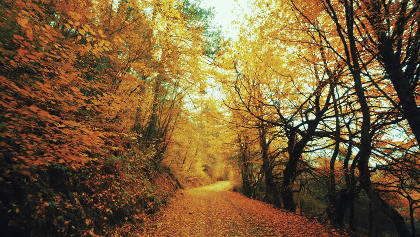 Offroad Drive On Amazing Leaf Paved Autumn Forest.A mesmerising trail of a virgin Northern Greek forest, paved with fallen red yellow and brown leaves in all of its autumnan beauty. Royalty-Free Stock Footage #33152383