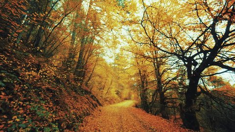 Offroad Drive On Amazing Leaf Paved Autumn Forest.A mesmerising trail of a virgin Northern Greek forest, paved with fallen red yellow and brown leaves in all of its autumnan beauty.: film stockowy
