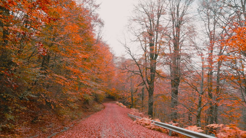 Autumn Leaf Paved Road Drive Through.Driving on a mesmerizing autumn forest landscape on an asphalt road paved with yellow red and golden leaves at the change of season from autumn to winter. 