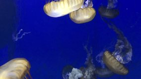 4K HD Video of large glowing Jelly Fish on a blue background. JJellyfish or jellies are soft bodied, free swimming aquatic animals with a gelatinous umbrella shaped bell and trailing tentacles.