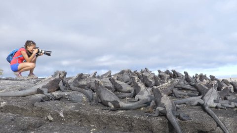 Galapagos tourist photographer taking photos of Marine Iguanas on Fernandina Island, Espinoza Point. Amazing wildlife, nature and animals on Galapagos Islands, Ecuador, South America.