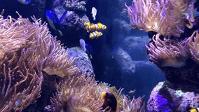 4K HD Video of many clownfish, or anemonefish,  and blue tang swimming around a coral reef. Thirty species of clownfish are recognized. Paracanthurus hepatus is a species of Indo Pacific surgeonfish.