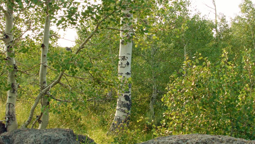 Summer aspen trees Aspens Steens Mountain Near malheur Wildlife Refuge
