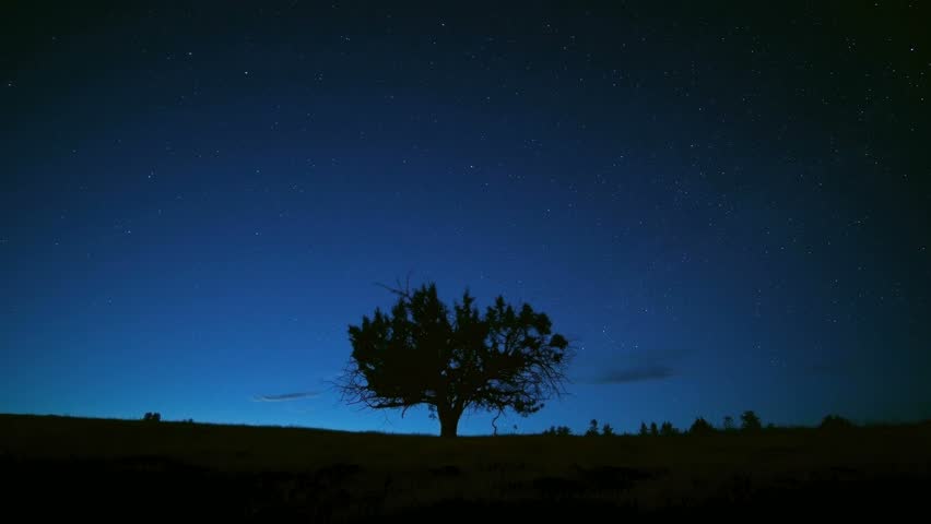North Star Above Lone Juniper Tree and Blue Abstract Star Trails Night Time Lapse