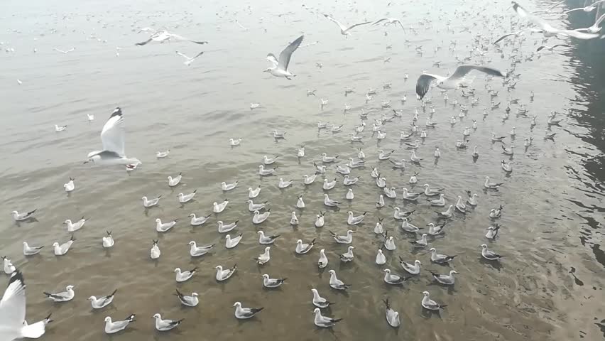 seagulls migration at tourist attractions in Thailand