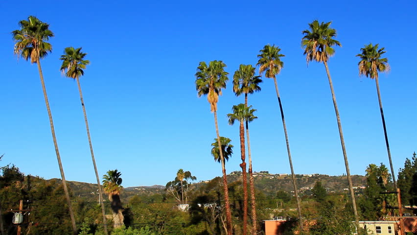 Palm Tree Pasadena Morning 1. Palm trees lining a mountain view looking north in