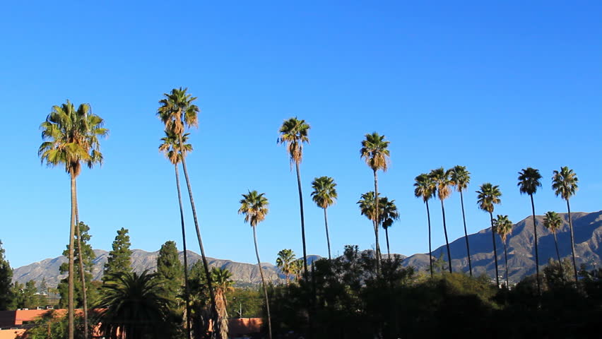 Palm Tree Pasadena Morning 2. Palm trees lining a mountain view looking north in