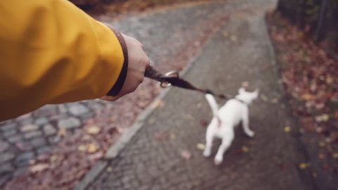 POV: Dog Walking on a Leash on a City Street. SLOW MOTION 120 FPS, STABILIZED SHOT. Point Of View: Woman hand holding a leash. Cute Jack Russell terrier running in autumn city.