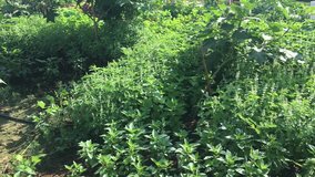 Tropical plants with holy basil, hair basil, sweet basil and mixed asia vegetables tree growing in nature garden (Noise in clip)