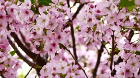 Nature Video Close up japan cherry blossom on the cherry tree are wind full bloom in spring season,4K or UHD Resolution