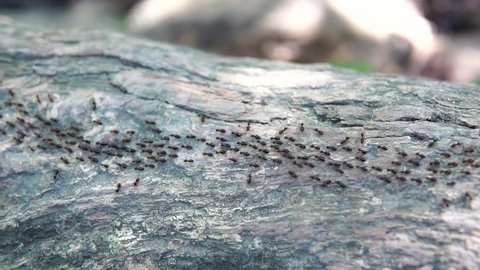 The giant ant is walking on a tree in nature. 4K
