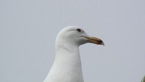seagull at brigton beach
