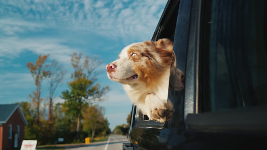 A curious dog looks out the car window, which rides through a small town. Against the background of a beautiful sky Royalty-Free Stock Footage #33172102