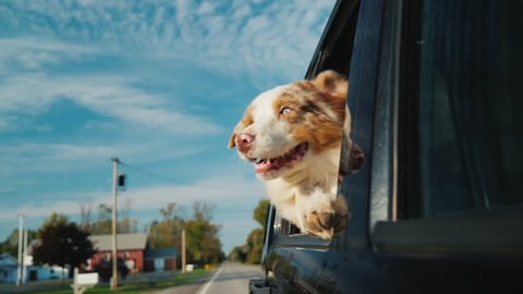 A curious dog looks out the car window, which rides through a small town. Against the background of a beautiful sky