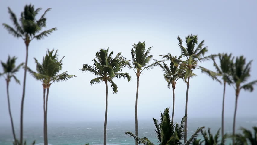 A collection of three shots of palm trees blowing in a windy storm.