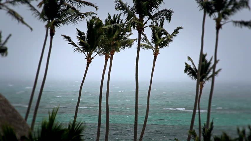 Palm trees blowing in a windy storm.