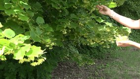 female hand pick yellow linden flower in glass bowl in park. 4K UHD video clip.