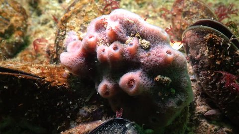 Pink sea sponges Halichondria on the reefs in the Black Sea, Odessa Bay, depth of 6 meters