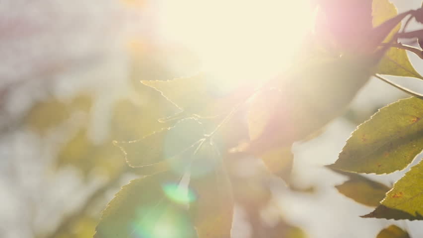 Yellow autumn leaves stir in the wind in the rays of the sun | Shutterstock HD Video #33179134