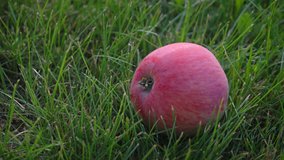 Red ripe apple in green grass. Footage 6k