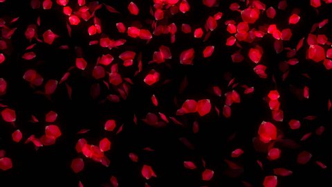 Rose Petals Falling On Black Images – Browse 4,947 Stock Photos, Vectors,  and Video