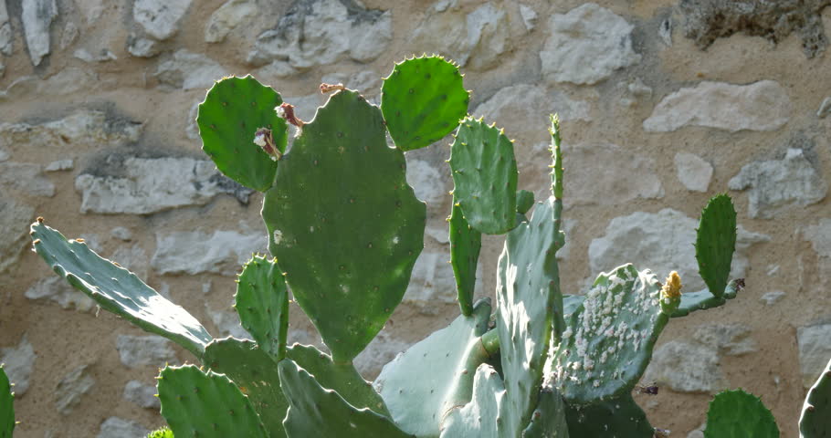 Green Cactus Near Stone Wall at The Alamo Texas