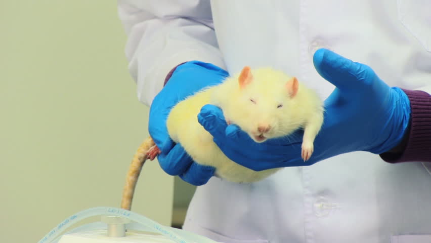white rat in researchers hands
