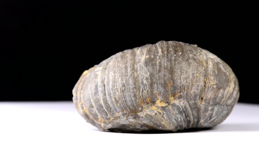 Ammonoid on a turn table
