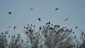 flock of birds taking off from a tree, a flock of crows black bird dry tree - Powered by Shutterstock - Get 15% off with code: PIKWIZARD15