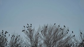 flock of raven birds sitting on a tree dry branches of trees. autumn crows birds flock