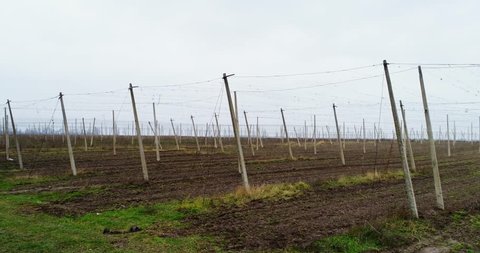 Aerial view on hops field. Field of hops after harvesting.