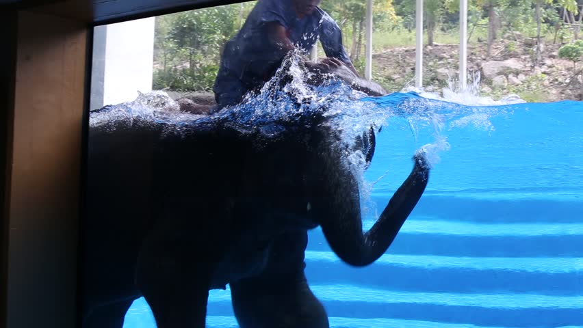 PATTAYA, THAILAND - NOVEMBER 09, 2017 : Large elephant bathes in the pool with a glass window in front of the children. Pattaya is one of the most popular traveling places in Thailand | Shutterstock HD Video #33197470