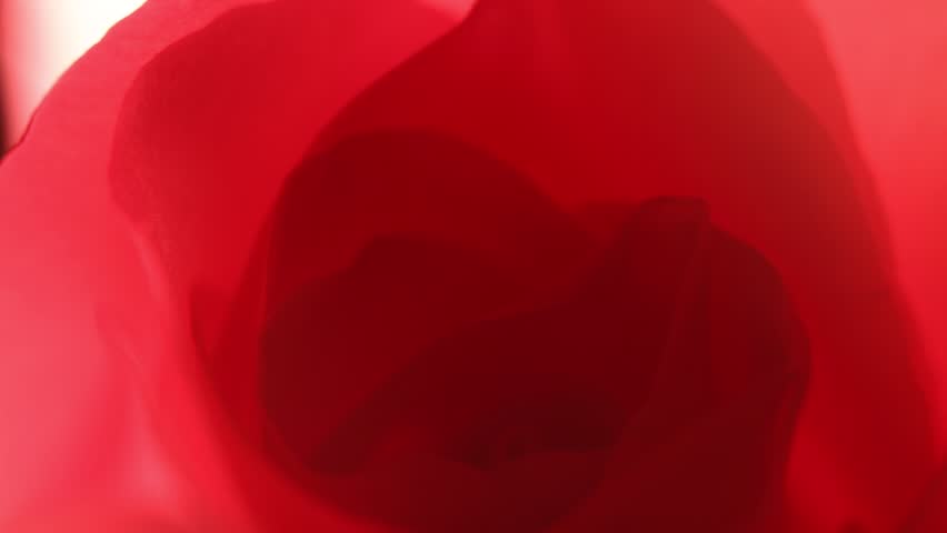 close up shot of Slowly revolving pink rose