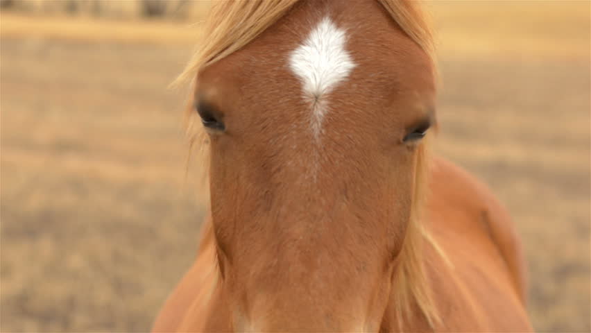 Close up of a horse staring into the camera.