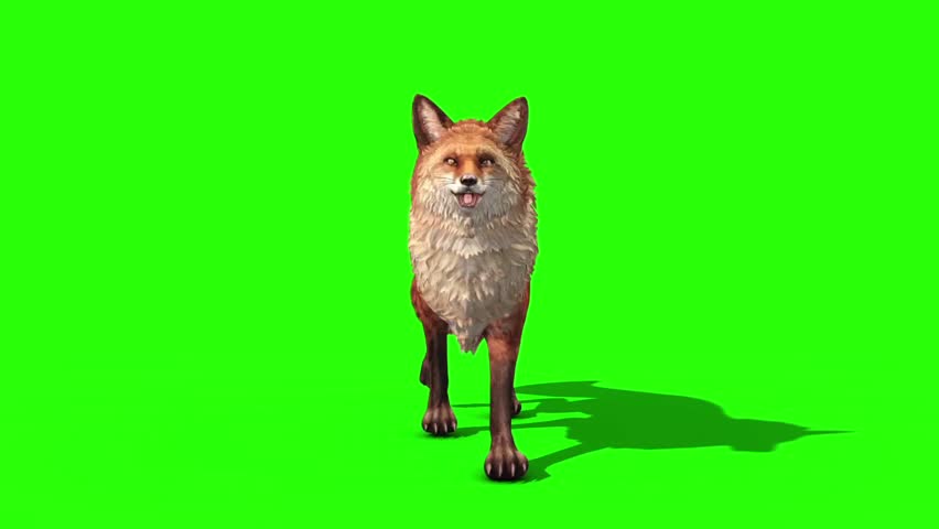 Fox Walkcycle Front Green Screen Stock Footage Video (100% Royalty-free ...