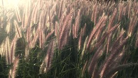Desho grass fields with sunlight clips,desho grass, desho (Pennisetum pedicellatum) fields with sun light footage,Beautiful desho grass with sunlight in morning movie,FULL HD video